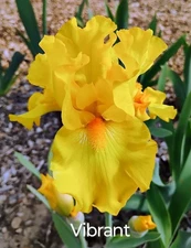 Tall Bearded Iris Rhizome ~ "VIBRANT" ~ Fresh and Healthy