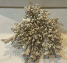 Vintage Natural Genuine Elk Horn Coral Specimen Aquarium Beach Coastal Decor 2lb