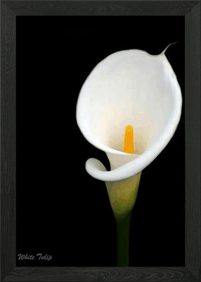Weiße Tulpe gerahmtes Wandbild Poster Leinwanddruck Bild