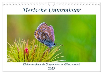 Tierische Untermieter (Wandkalender 2025 DIN A4 quer), CALVENDO Monatskalender