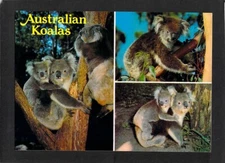A6204 Australia Koalas NCV postcard