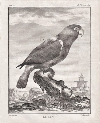 Loris Loriinae Parrot Papagei Vögel birds Kupferstich engraving Buffon 1780