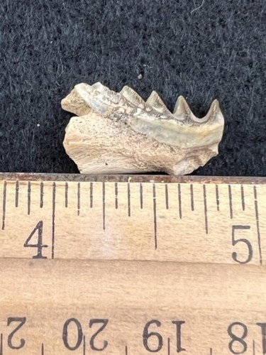 IMPRESE GEOLOGICHE Dente polmonare fossile del Cretaceo Neoceratodus africanus - Foto 1 di 3