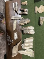 Fossil Mammal Teeth Lot Bison Horse?