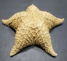 Rare Large (11") Beautiful Real Dried Raised Starfish.  About 50 years old