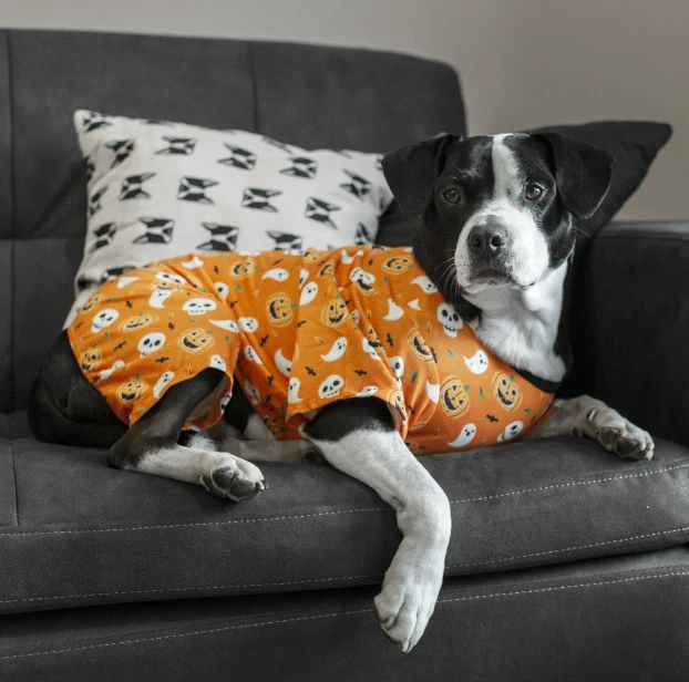 Nuevo con etiquetas Pijama para perro Halloween calabazas negras naranja talla pequeña o mediana Foto 2 de 4