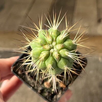 21-1506 Copiapoa cinerea v tenebrosa, JN1688, Q. San Ramon, Ant, grafted