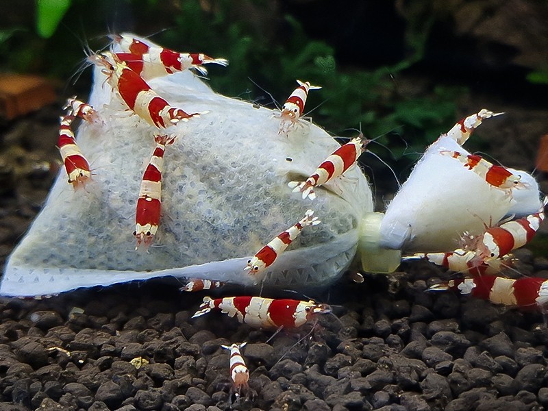 Camarones LUBAO Bolsa de Alimento 10+1 Biofilm Power de Asia