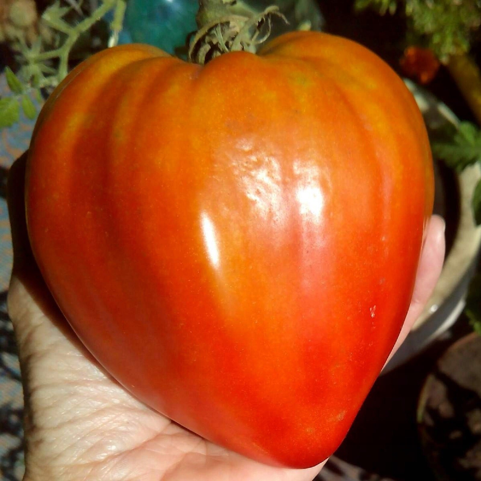 Tomato Anna Russian EARLY HIGH YIELDS OUTSTANDING FLAVOR 20 Seeds tomato-anna-russian-early-high-yields-outstanding-flavor-20-seeds