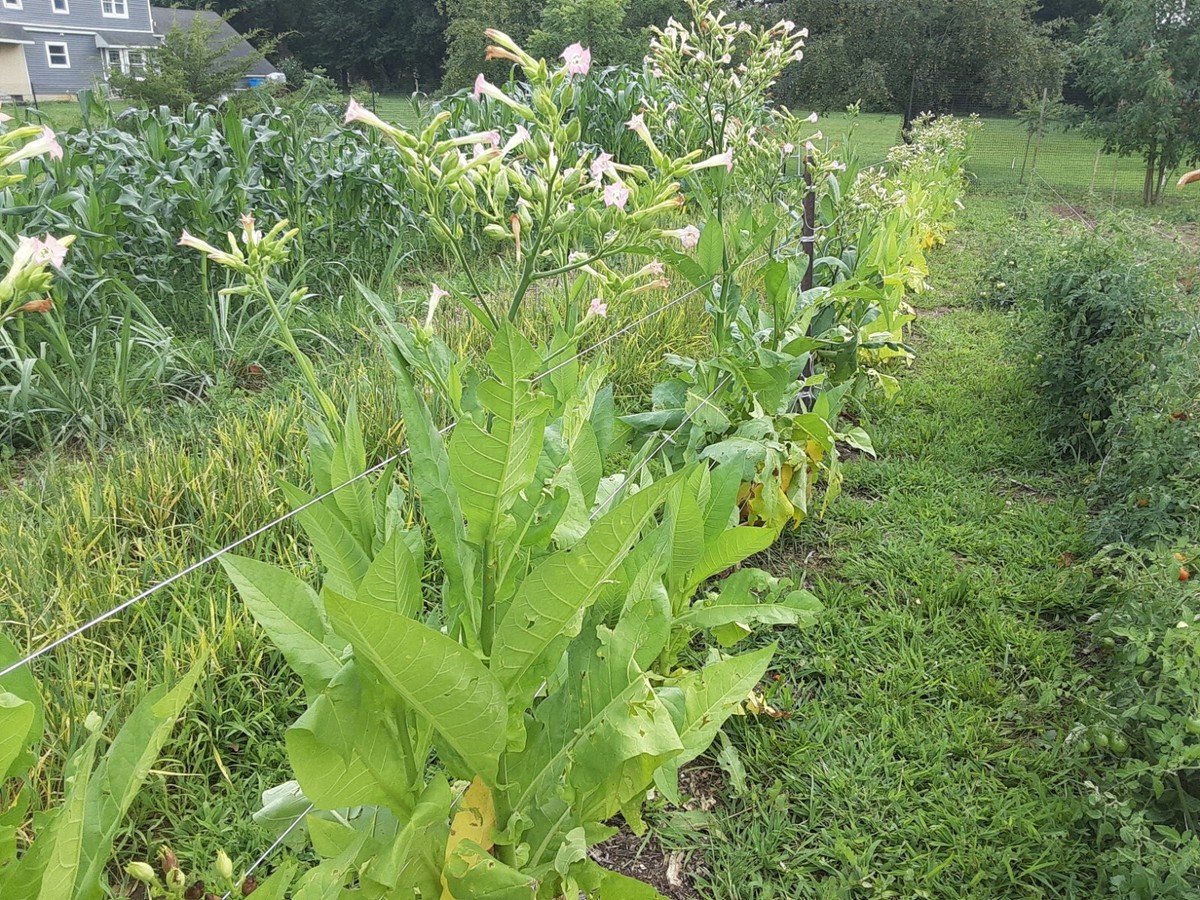 cleanest tobacco to smoke Rolling Your Own: The Advantages of Whole Leaf Tobacco cleanest tobacco to smoke Rolling Your Own: The Advantages of Whole Leaf Tobacco