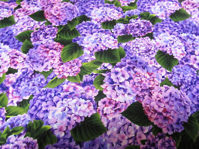 Hortensien Hortensie Hydrangea  Baumwolle  lila blau   50x110 cm Patchworkstoff