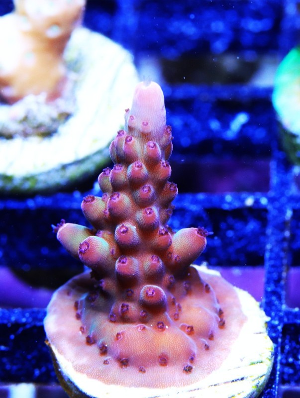Vivid's Rainbow Delight Acropora Frag Zoanthids Zoa Paly SPS LPS Corals, WYSIWYG