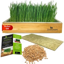 Self-Watering Cat Grass Kit. Hands Down The Easiest Way to Grow Cat Grass. In...