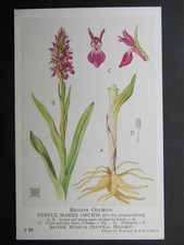 PURPLE MARSH ORCHIS British Museum Natural History Artist Drawn Orchid c1920 #94