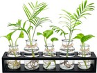 Hydroponic Glass Vase Propagation Station Wood Propagation Plant Desktop Decor