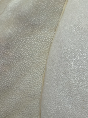 7in Stingray Fish hide Skin Raw Skin Embryo Translucent Fish Leather Skin White - Picture 10 of 10