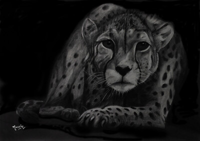 Cheetah Print Limited Edition