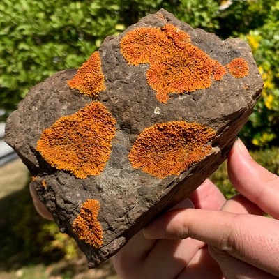 2.53LB yellow Gobi crustose lichen，fluorescent effect，Mineral rock from China