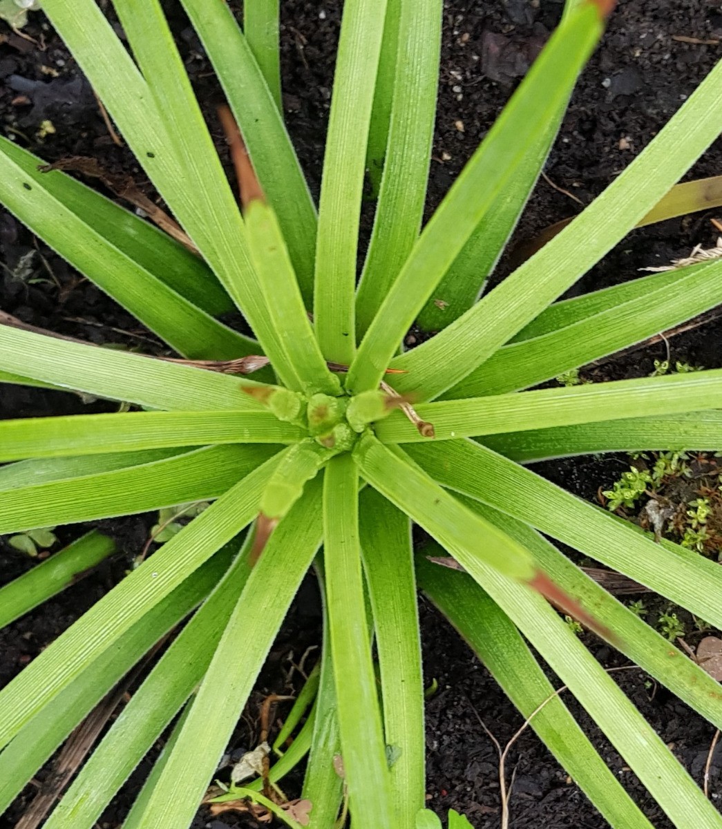 Agave stricta 'Rubra' plante succulente rouge résistante à la sécheresse pot 2L