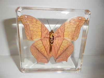 The Cruiser Butterfly Specimen in 82x82x19 mm Clear Lucite