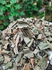 Natural Insulin Plant , Costus Speciosus , Ceylon Sun Dried Thebu 25 Leaves.