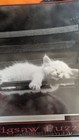 NEW Vintage Buffalo Games Puzzle CLASSIC CATS 500 Pieces David McEnery  — photo 3