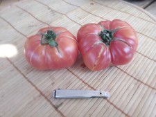 Graines de Tomate BIO - Ananas  #14