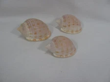 LOT OF 3 BEAUTIFUL SCOTCH BONNET SEA SHELLS GULF OF MEXICO #9
