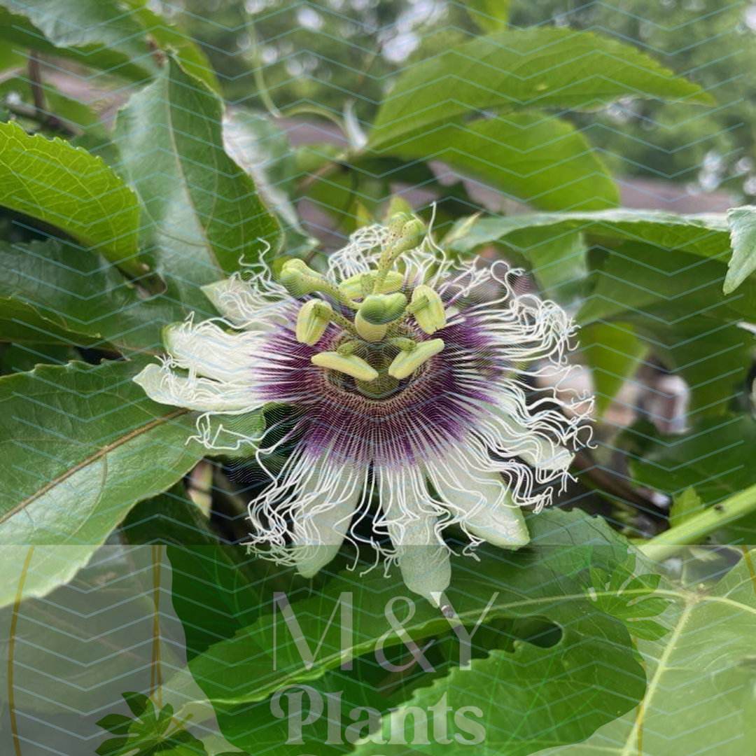 2-Live Passiflora edulis Possum Purple Passion Fruit Starter