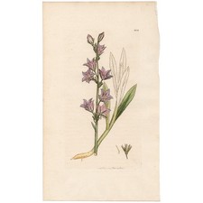 Antique 1795 Sowerby English Botany handcolored engraving 283	Rampion Bellflower