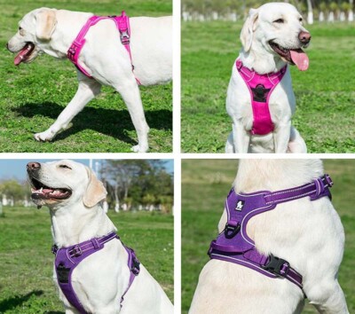 True Love Patterned Dog Harness Uk Pastel Flowers Adjustable Neck