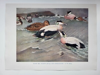 Old Vintage Colour Print British Bird Scaups Eider Ducks