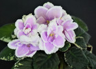 African Violet Plant ~ Hunter's Mother Love — photo 1