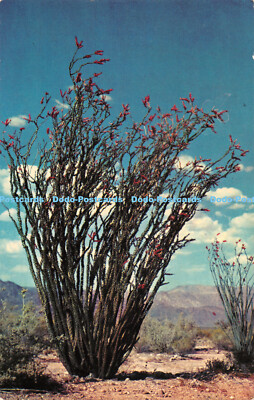 R527641 1140 Ocotillo Pflanze Selithco True Color L H Larsen Sicherheitslithographie C