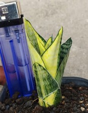 Sansevieria Hybrid Mamba Variegated Small Size Rare Unique Snake Plant