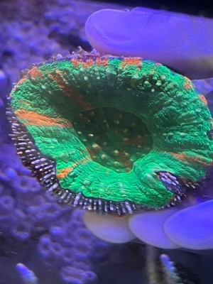 WYSIWYG Live Bleeding Apple Scoly coral | eBay