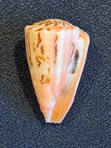 Princely Cone Shell (Conus princeps) from Mexico with Data