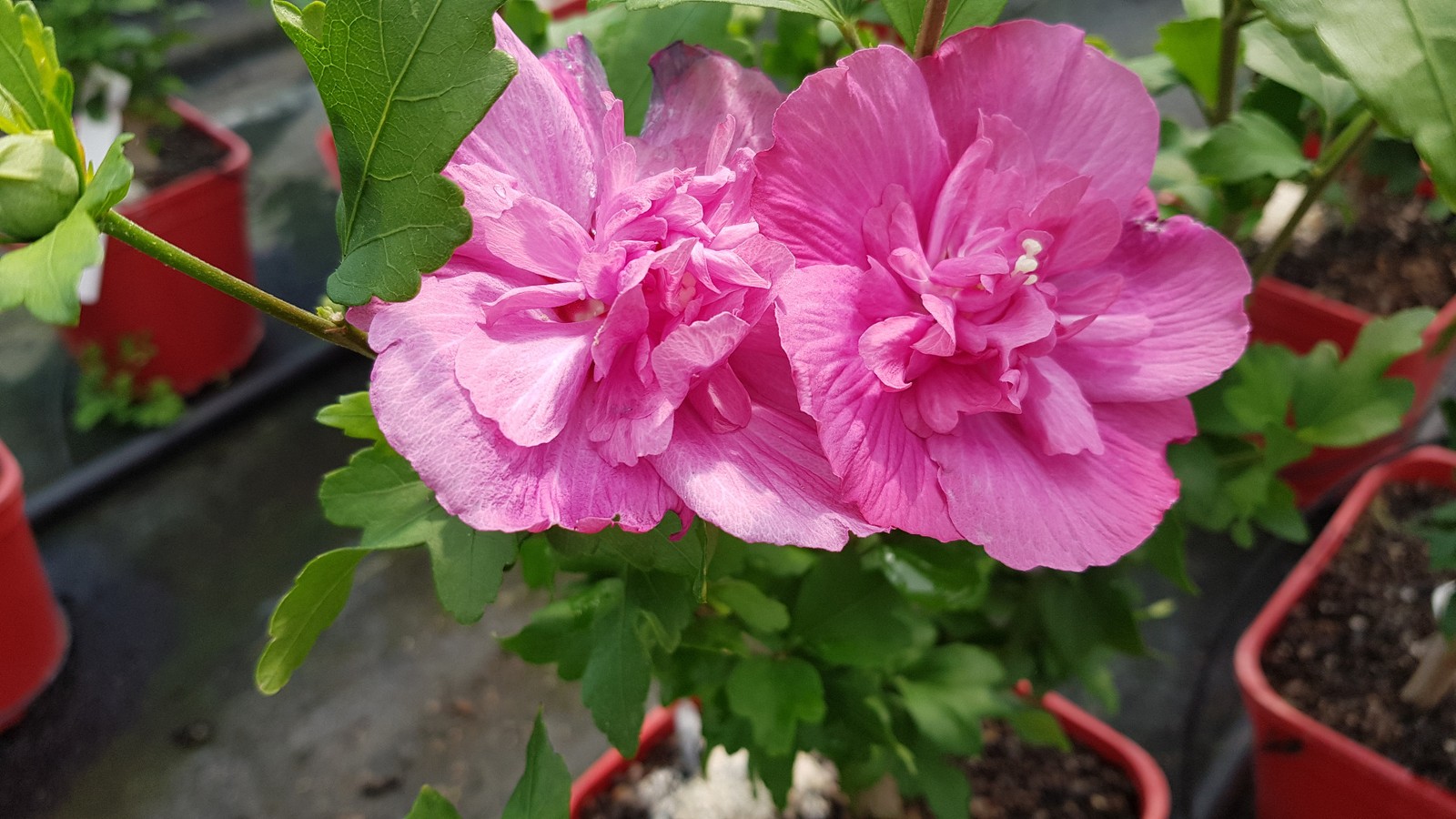 Hibiscus syriacus Magenta Chiffon fleurs doubles rose pour jardin facile