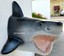 SHARK HEAD WALL MOUNT STATUE | eBay