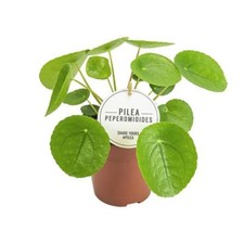 Chinesischer Geldbaum Pilea Peperomioides 20 cm hoch pflegeleicht und dekorativ