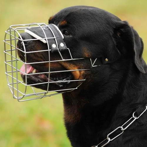 All day top dog muzzle