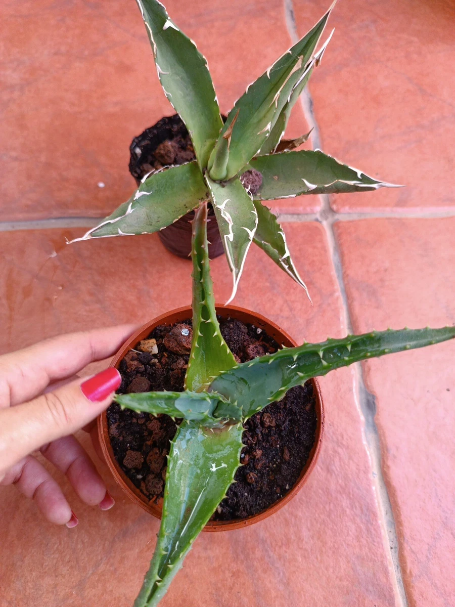 Aloe Ferox in Kakteen & Sukkulenten Pflanzen online kaufen | eBay