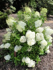 Hydrangea Bobo Panicle Dwarf Variety XXL 3Lt Pot Plants to your door