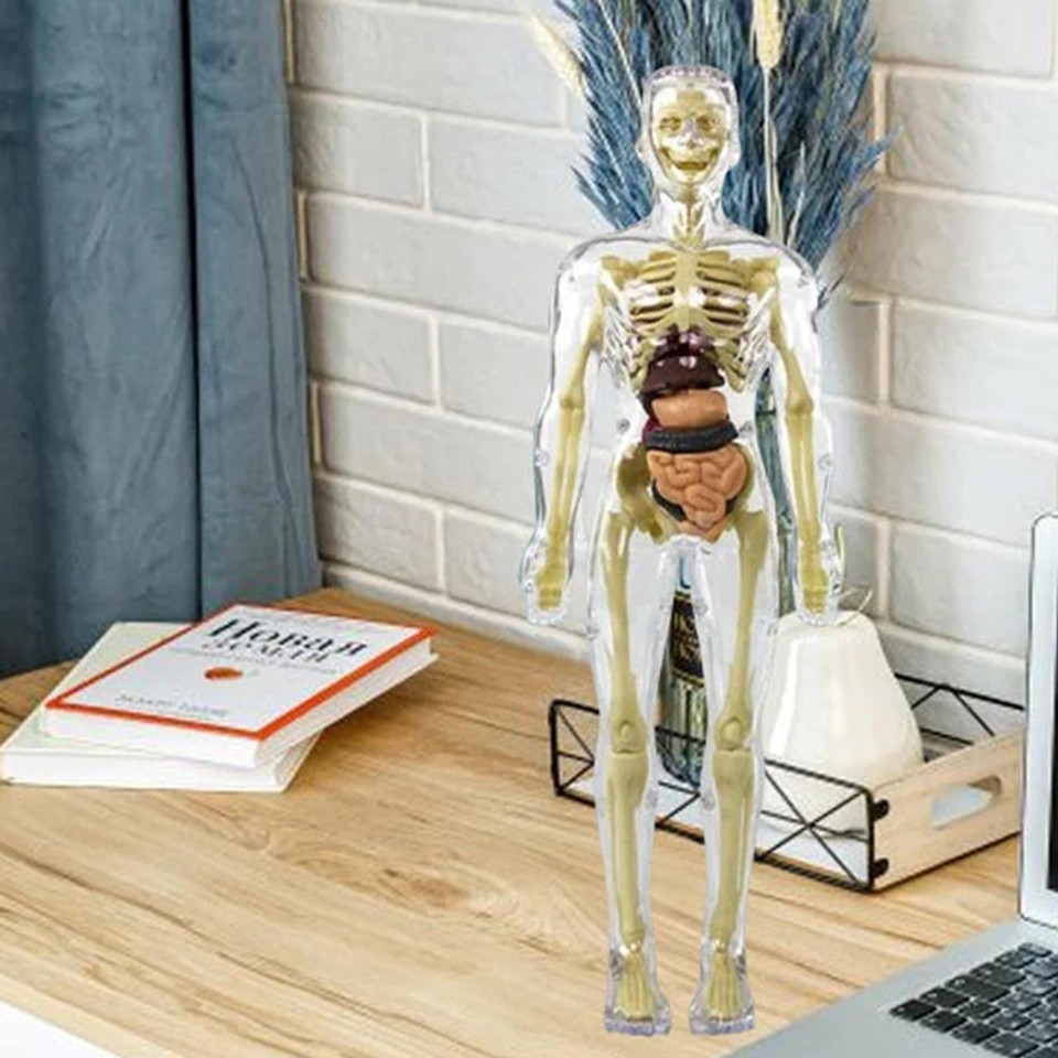 Toys Interactive Human Body Torso Anatomy Figure Posable Model Human Body Toys eBay