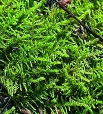 Tropical Terrarium Vivarium Paludarium mossarium Sheet Moss (Multiple Sizes)