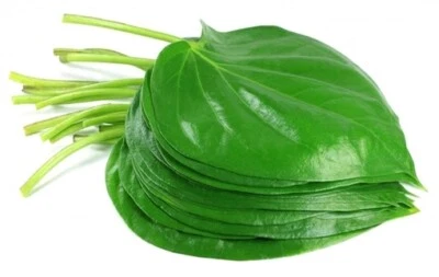25 x Fresh & Organic Indian Pan Leafs, Betel Leaves, Pan Leaves