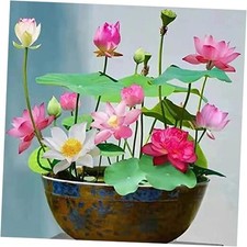 12+ Pcs Bonsai Bowl Lotus Seeds, Water Lily Flower Plant Seed Flowering Normal