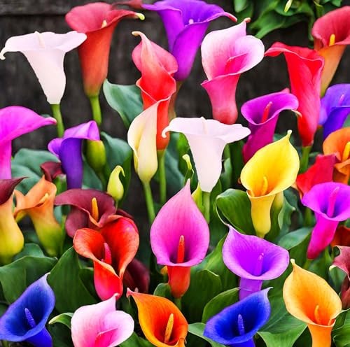 100Pcs Calla Lily Seeds Beautiful Flowers Mix Color Perennial Plant | eBay