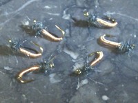 Brassie Nymph 20 Frontier Fly Fishing Flies Stillwater Trout Brassie Nymph 20 Frontier Fly Fishing Flies Stillwater Trout