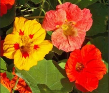 Nasturtium SINGLE MIX Climbing Vine Red+ Fragrant Hummingbirds Non-GMO 25 Seeds